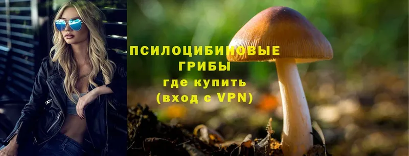 Галлюциногенные грибы Psilocybe  Лесосибирск 